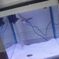 اکواریوم شیشه خم شرکتی دلسا