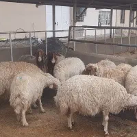 میش ابستن درجه یک مال داشتی|حیوانات مزرعه|سیوان, |دیوار