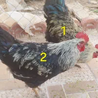 خروس
