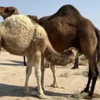 شیر شتر