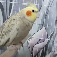 عروس هلندی مولد  جوجه داده ب شرط تضمینی