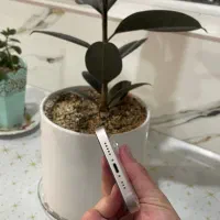 13normal *فروش فوری*|موبایل|بیرجند, |دیوار