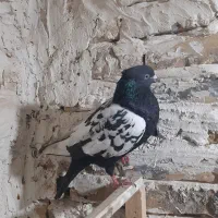 کفتر بوم|پرنده|تربت جام, کشتارگاه|دیوار