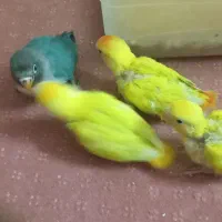 برزیلی سرلاک