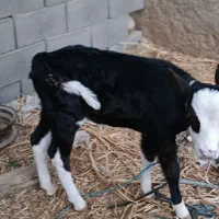 فروش گاو و گوساله