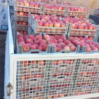 سرمایه‌گذاری با ۲۵درصد سود ظرف ۳ ماه|خدمات مالی، حسابداری، بیمه|مشهد, کوثر|دیوار