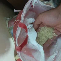 برنج دانه خیلی بلند شرط پخت۱۱۲۱