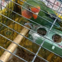 طوطی برزیلی|پرنده|رباطکریم, مسکن مهر آبشناسان|دیوار