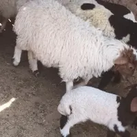 س دوستان این بره امروز از خواف تا تربت
