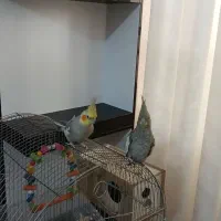 یک جفت عروس هلندی  دستی رام