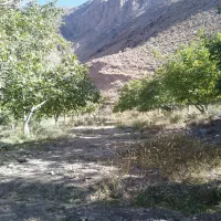 باغ فروشی|فروش دفتر صنعتی، کشاورزی، تجاری|کرمان, |دیوار