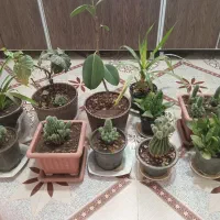 ۱۱عددگل همه باهم