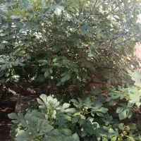 فروش-ویلایی-روستای-لجران