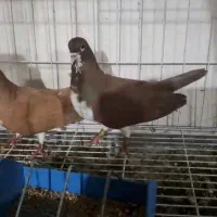 خوشرنگ دمی