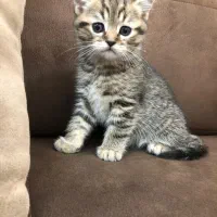 بچه گربه اسکاتیش