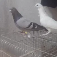 سلام دوستان یک جفت کفتر موشی|پرنده|طسوج, |دیوار