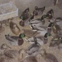 ۱۰عدد آوردم پروازی نر به شرت پرش