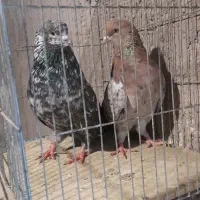 یک جفت عطیقه سرور