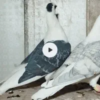 کبوتر کویتی|پرنده|سرایان, |دیوار