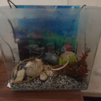 اکواریوم شرکتی