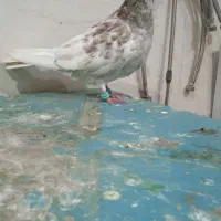 کبوتر سار