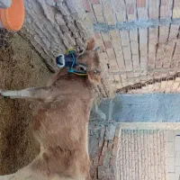 گاو گستر جرزی فروشی|حیوانات مزرعه|بم, |دیوار