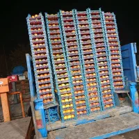 نیسان وانت|خودرو سواری و وانت|بندر گز, |دیوار