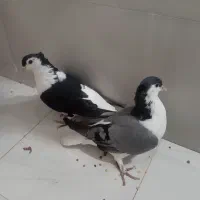 یک جفت کبوتر