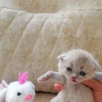 فروش چهار بچه گربه اسکاتیش فولد|گربه|اصفهان, خانه اصفهان|دیوار