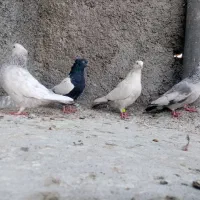 کفتر 3تا ماده سینه ی دمب سوسنی خوب|پرنده|شیراز, شهدای شهرک سعدی|دیوار