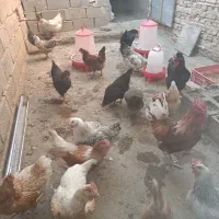 تخم مرغ رسمی گلپایگانی و جوجه یک روزه|حیوانات مزرعه|چهارباغ, |دیوار