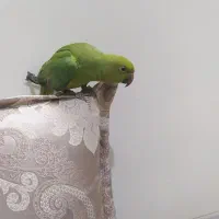 جوجه طوطی ملنگو دستی|پرنده|اصفهان, شهرک کوثر|دیوار