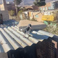 چپ سیاه نر و یک ساده سیاه افشون فروشی|پرنده|جلگه رخ, |دیوار