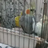 عروس هلندی نر|پرنده|ری, شهرک نظامی|دیوار