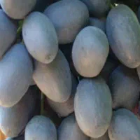 نهال انگور|خدمات باغبانی و درختکاری|نیشابور, مازول|دیوار