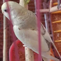 مرغ عشق ماده