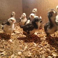 جوجه گلین|حیوانات مزرعه|خان ببین, |دیوار