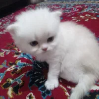 گربه پرشین