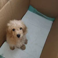 توله سگ میکس پودل وماتیز|سگ|شیراز, فرگاز|دیوار