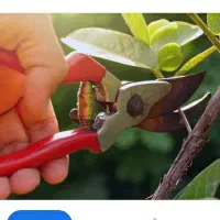 هرس تخصصی درختان خانه و باغ توسط دکترای زراعت