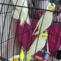 جوجه عروس هلندی لوتینو|پرنده|رشت, کوی مهر|دیوار