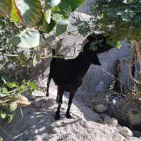 بز اعدانی دو رگ