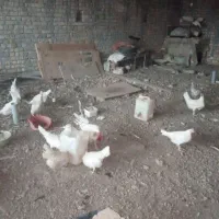مرغ و خروس|پرنده|قم, پردیسان|دیوار
