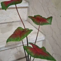 زیباتر از تصاویر