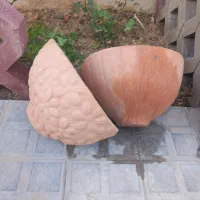 جوجه|پرنده|بندر دیر, |دیوار