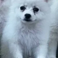 پامرین نروماده توله|سگ|مبارکه, |دیوار