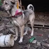 سگ سرابی|سگ|گرگان, |دیوار