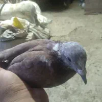 کبوتر پلاکی|پرنده|معمولان, |دیوار