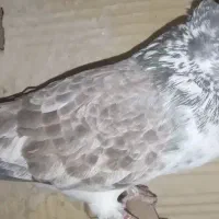 کفتر پرشی، میپرونم تو کوچه بشین زیرش بعد ببر