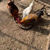 خروس|حیوانات مزرعه|رشت, انصاری|دیوار